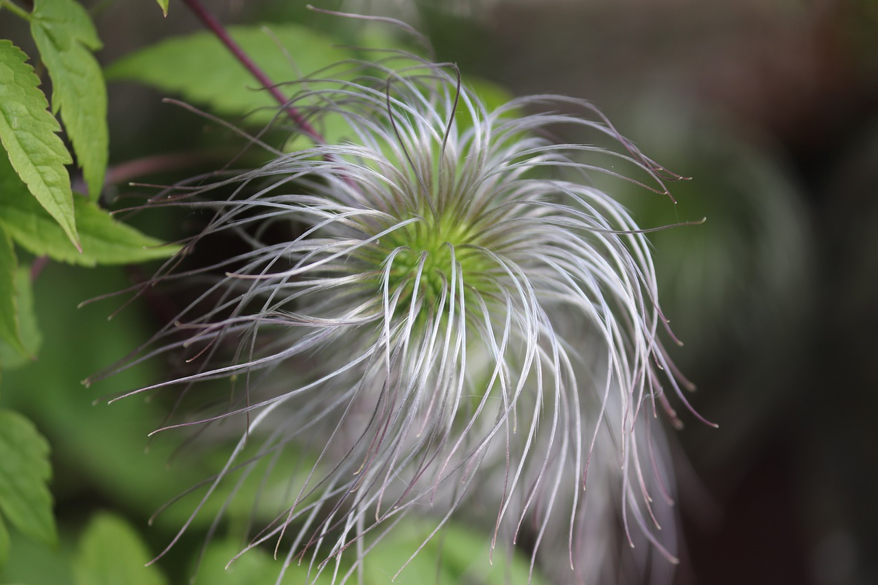 clematis  climber plant  nature free photo