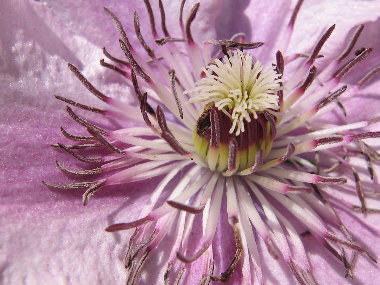 clematis  purple  nature free photo