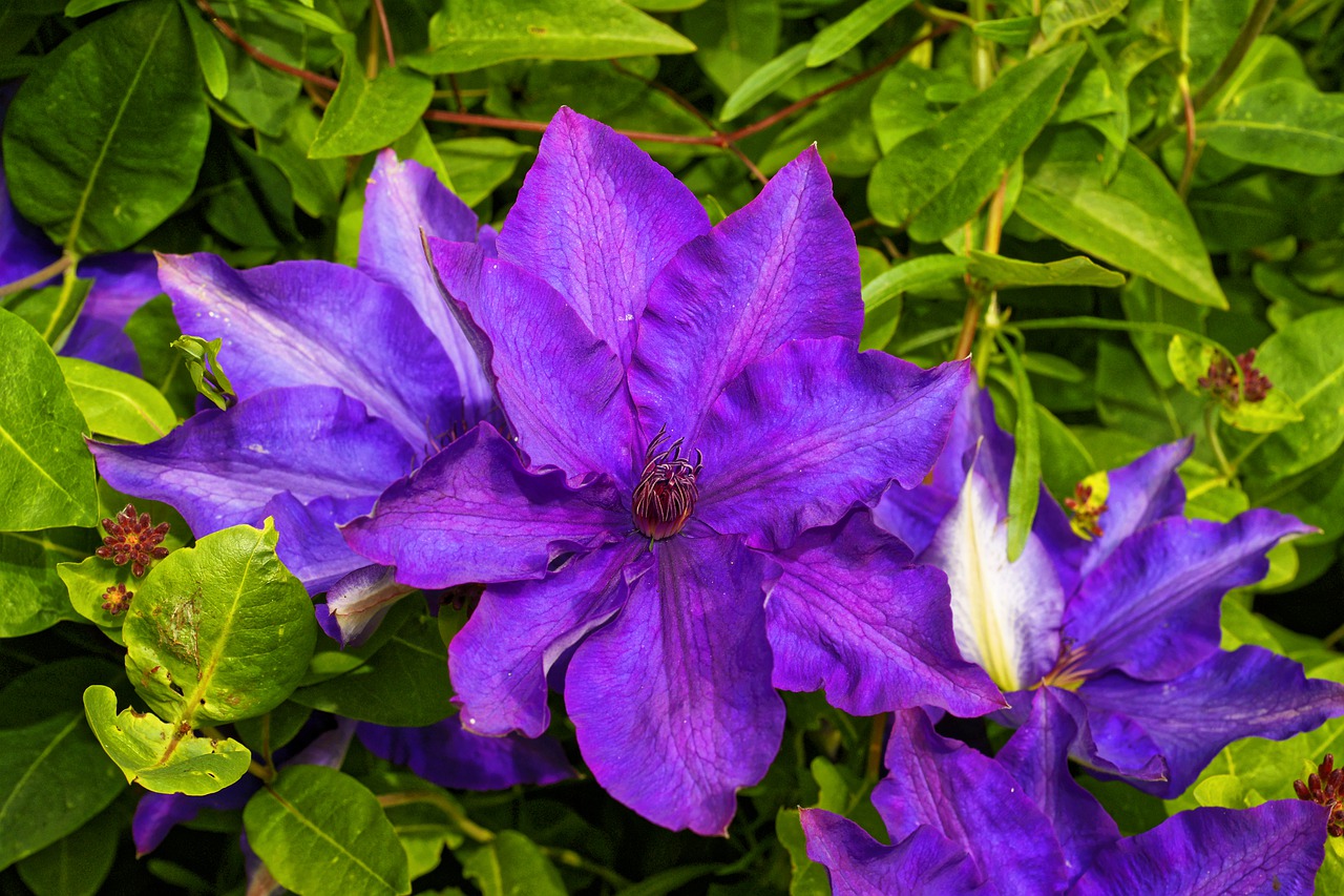 clematis  blossom  bloom free photo