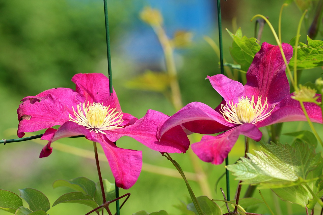 clematis  flower  creeper free photo