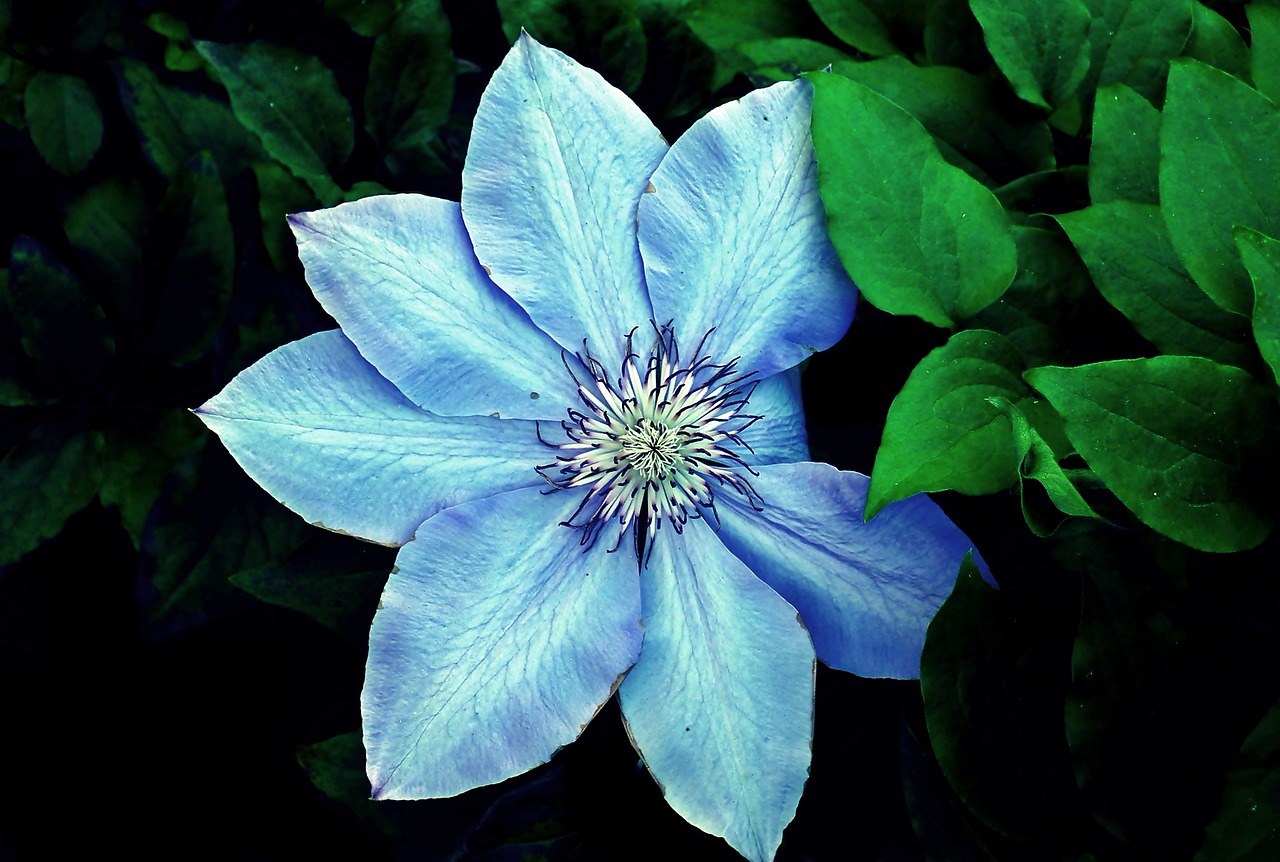 clematis  creeper  blue free photo