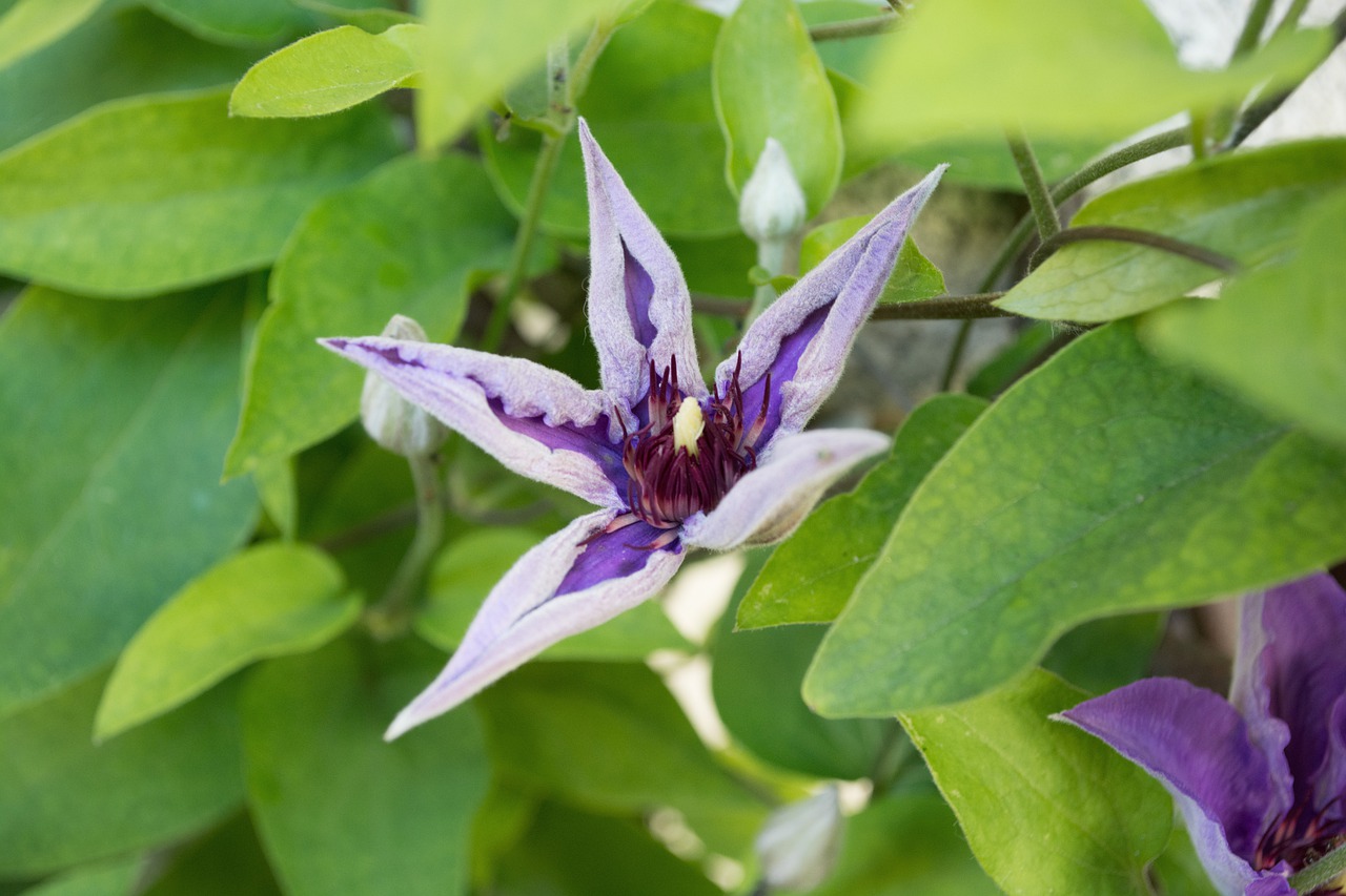 clematis  plant  nature free photo