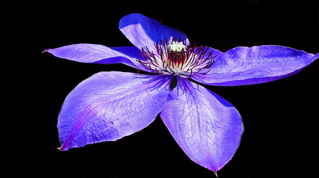 clematis  blue  creeper free photo