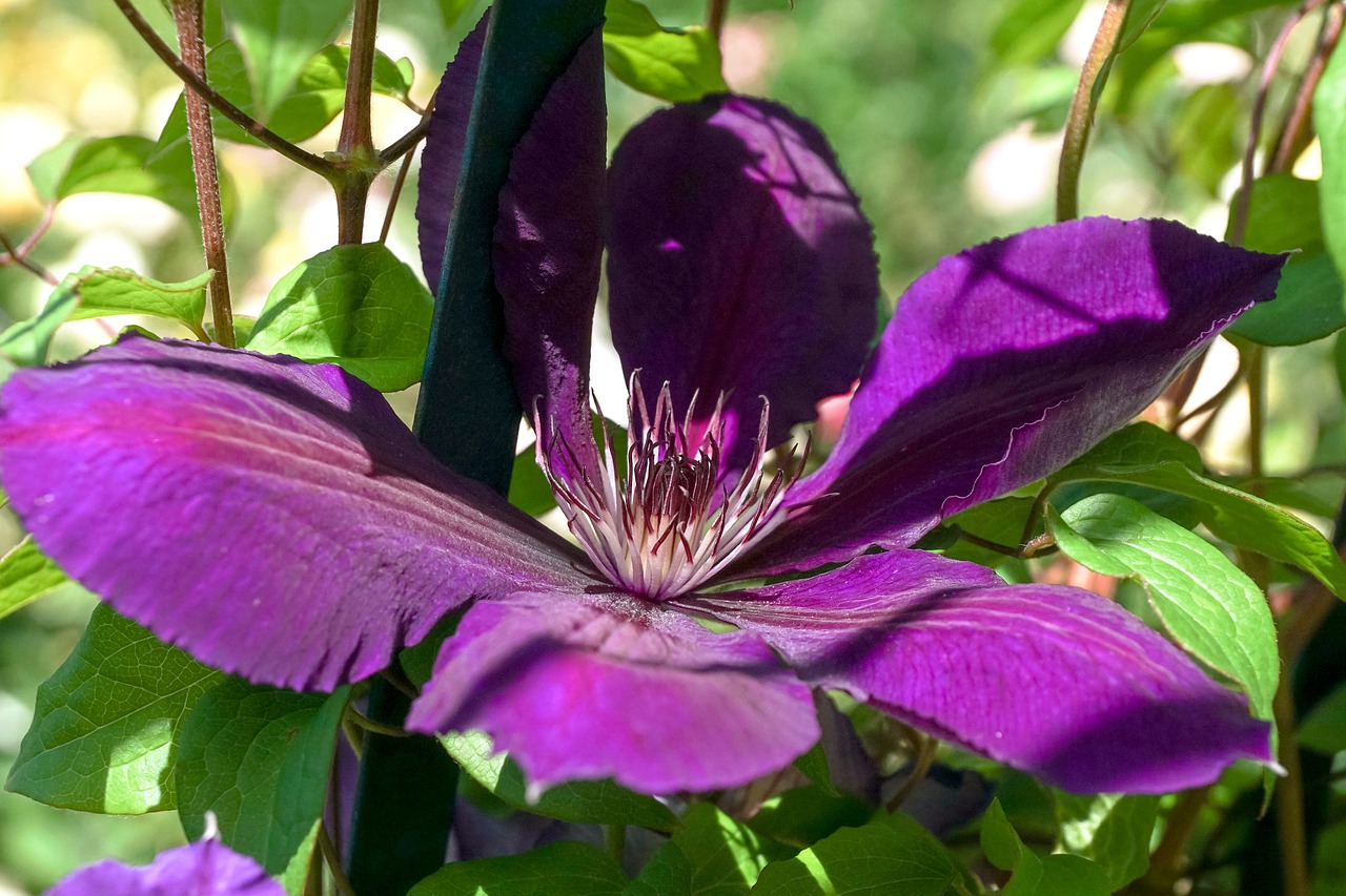 clematis  violet  climber plant free photo