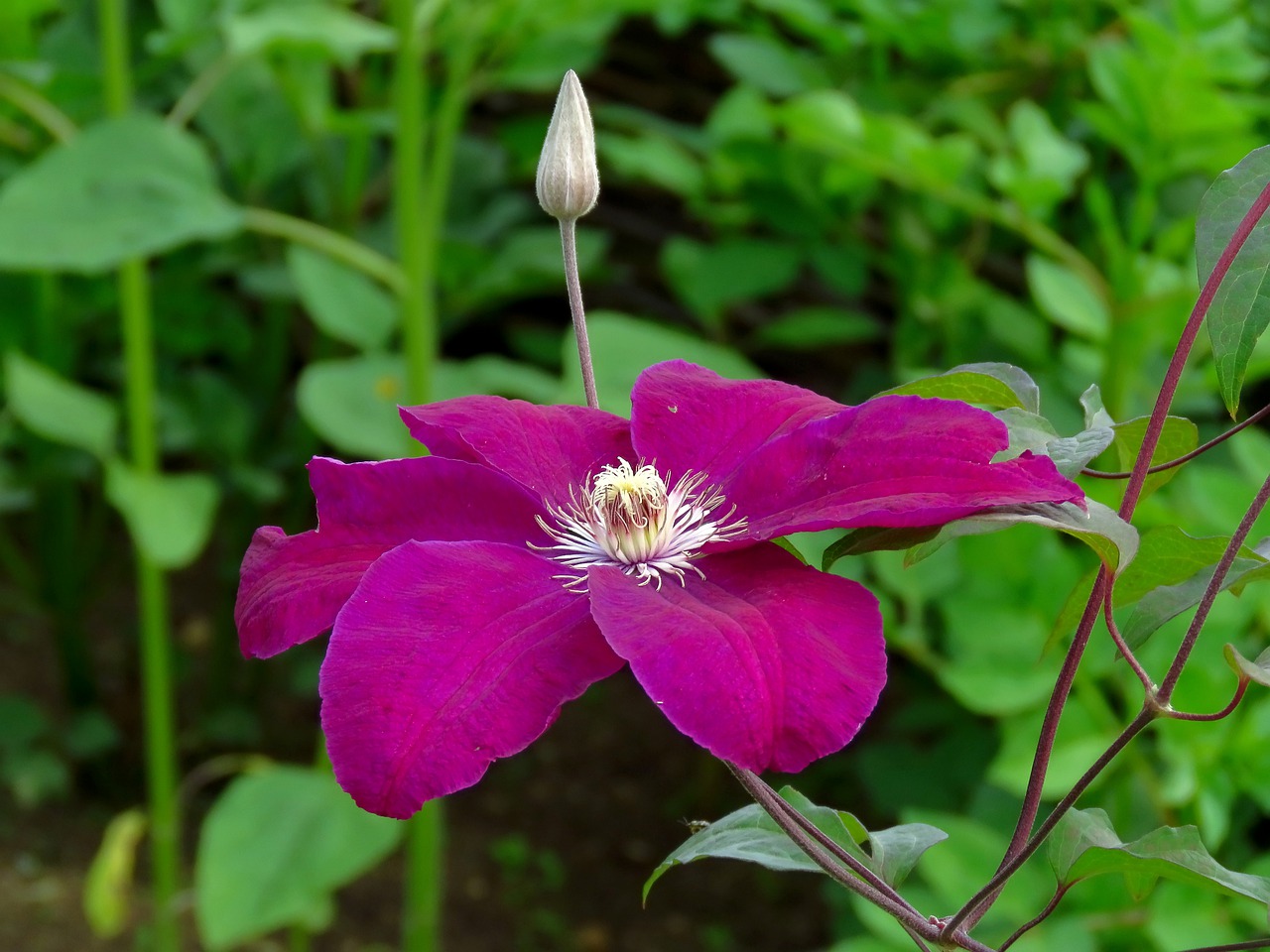 clematis  flower  petals free photo