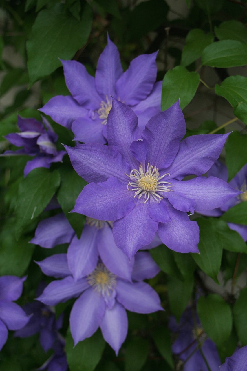 clematis purple flower free photo