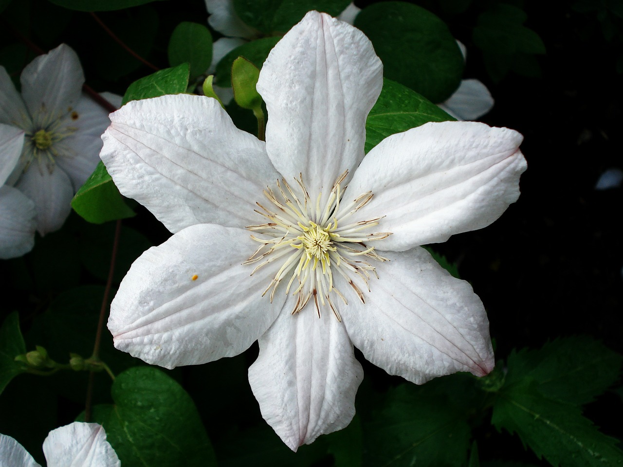 clematis flower white free photo