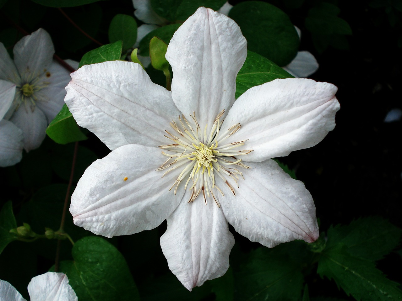 Clematis,flower,white,white clematis,free pictures - free image from ...