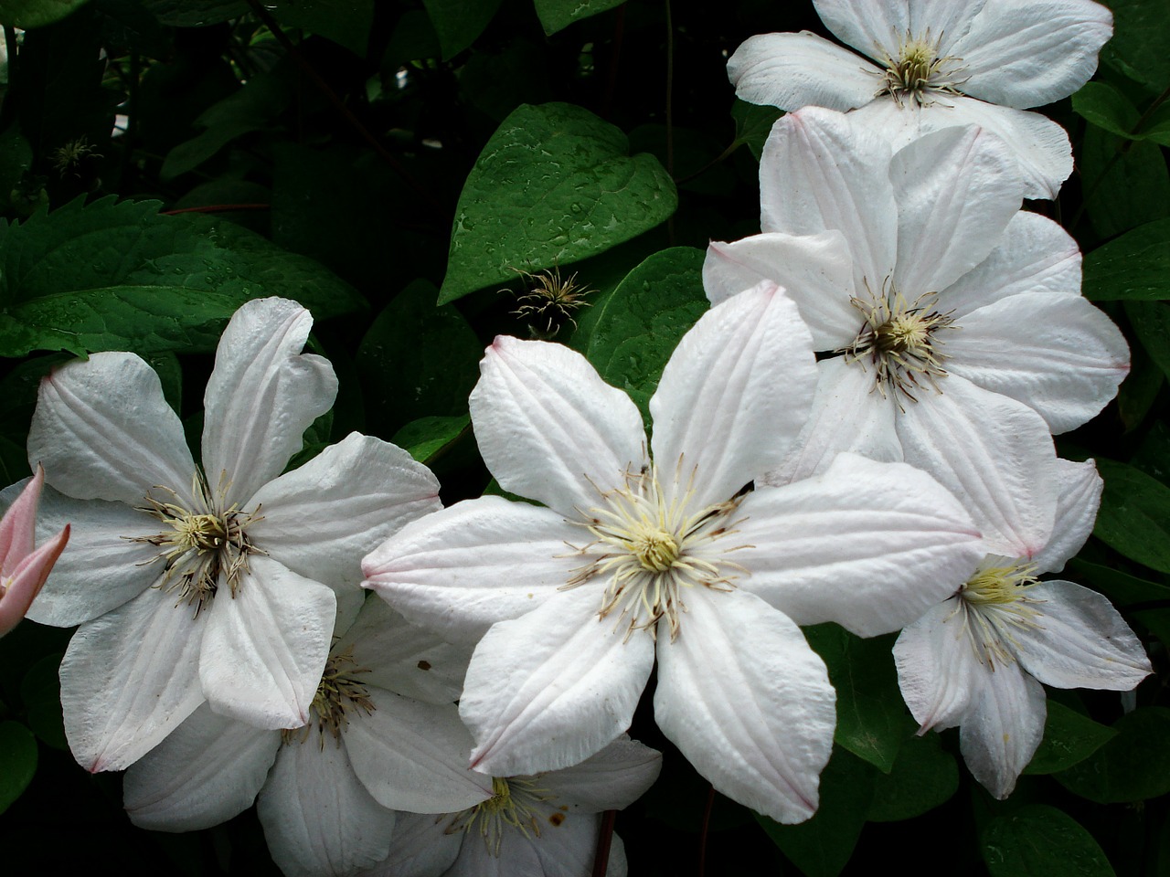 clematis flower white free photo