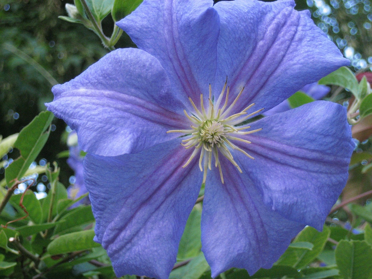 clematis flower blue free photo