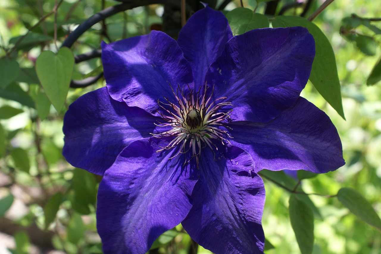 clematis flower purple free photo