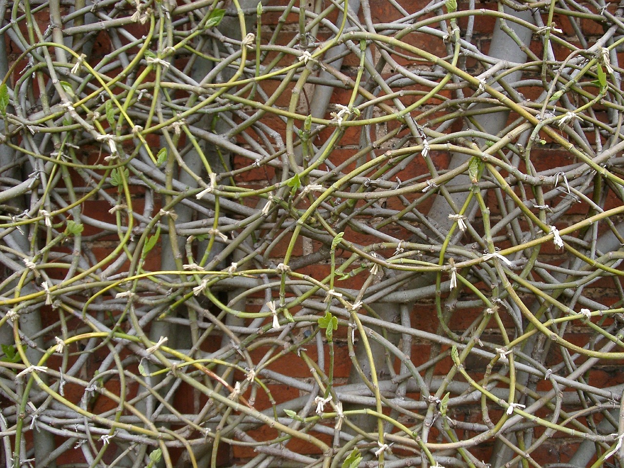 clematis branches winter free photo