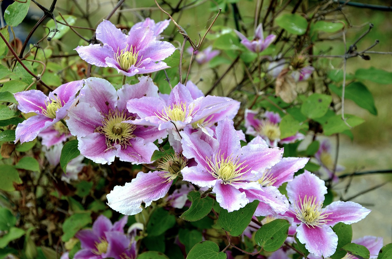 clematis blossom bloom free photo