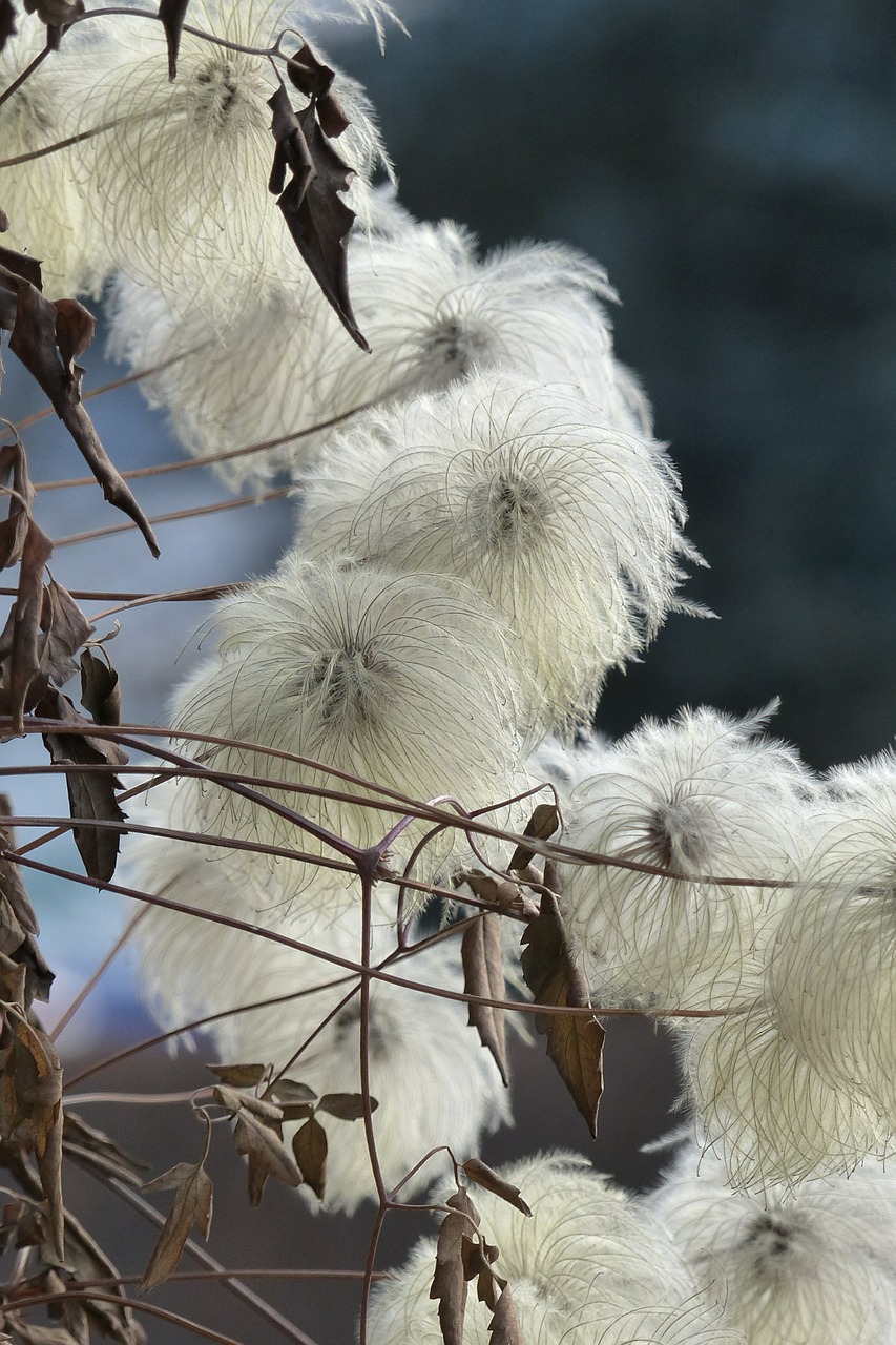 clematis viticella flourished from free photo