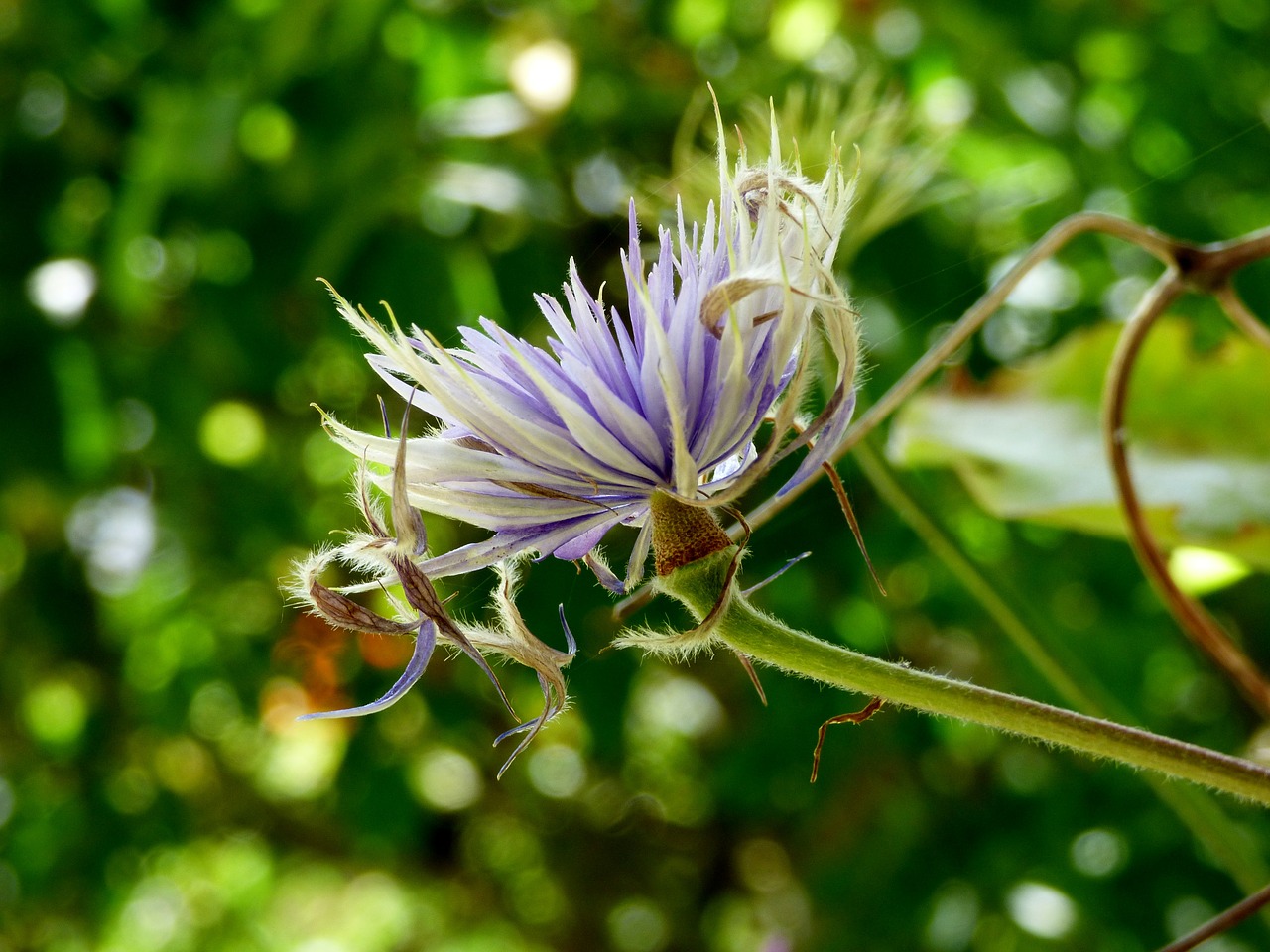 clematis flowering flowers free photo