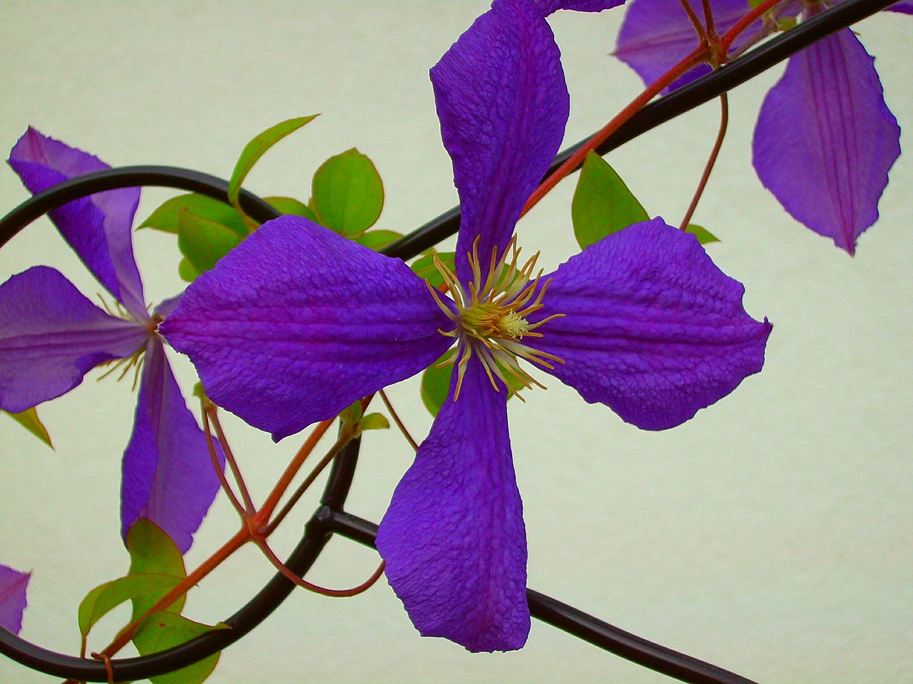 clematis flower purple free photo