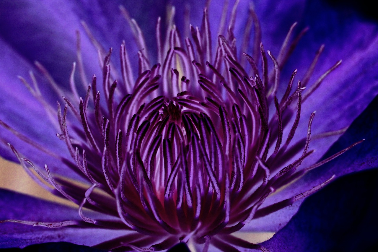 clematis blossom bloom free photo