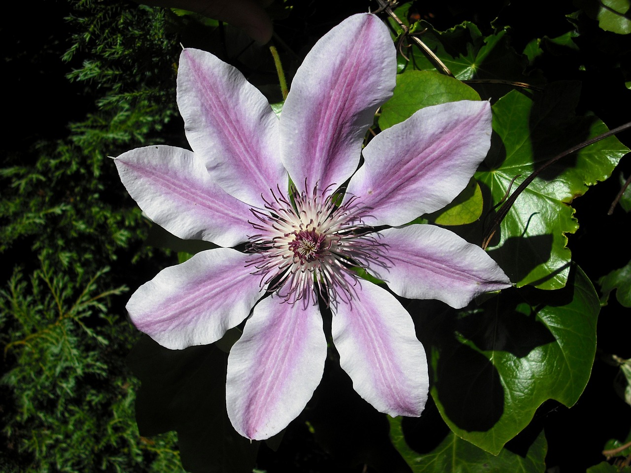 clematis flower nellie moser free photo