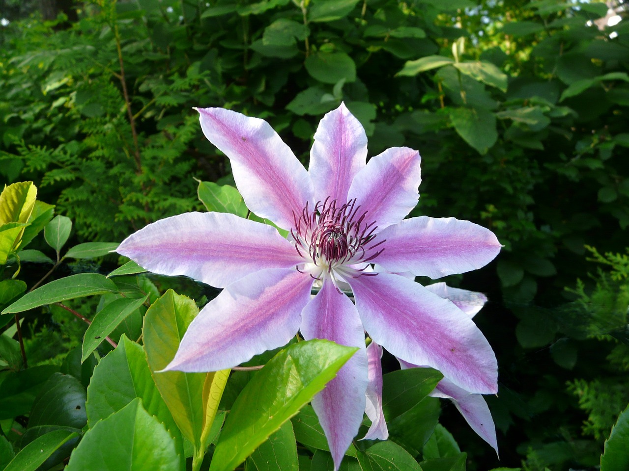 clematis nelly moser free photo