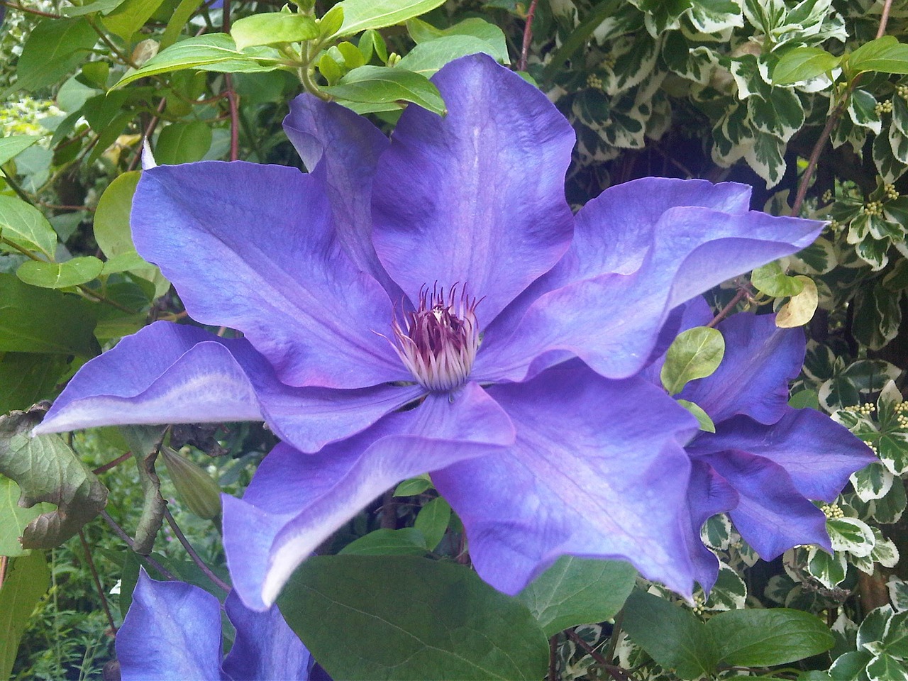 clematis blue flower free photo