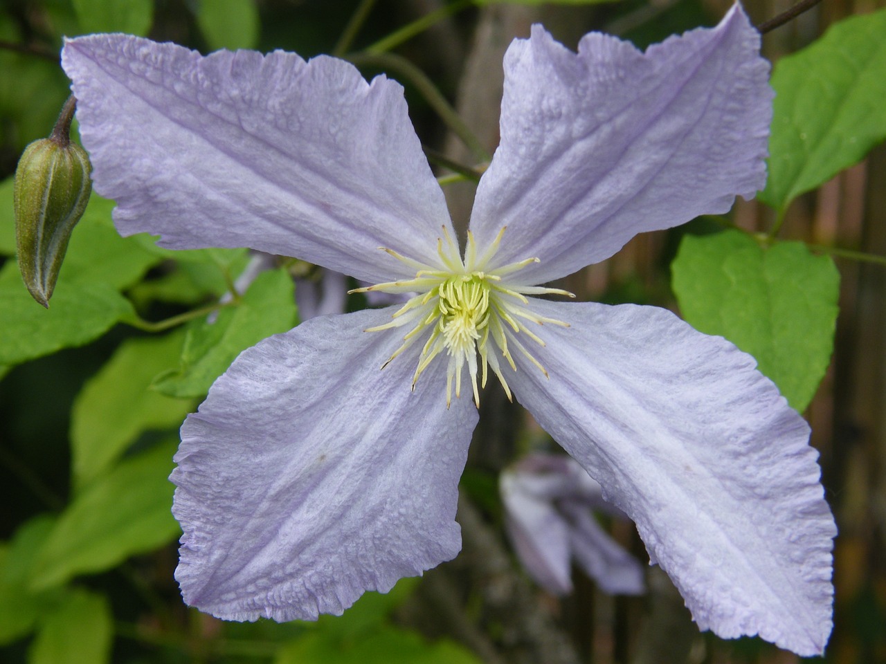 clematis blue tender free photo