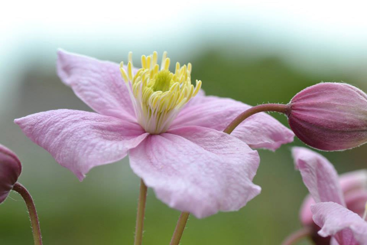 clematis pink flower free photo