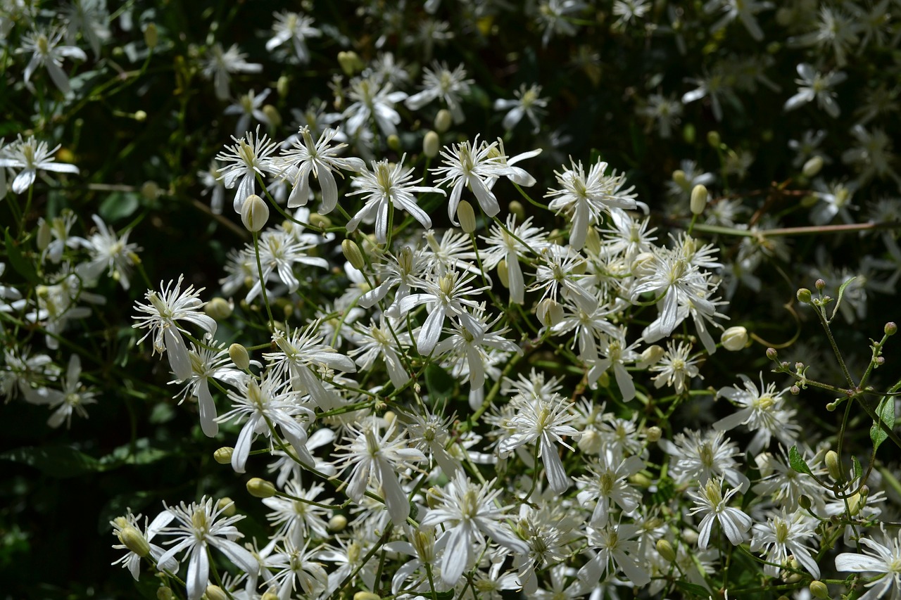 clematis flowers spring free photo