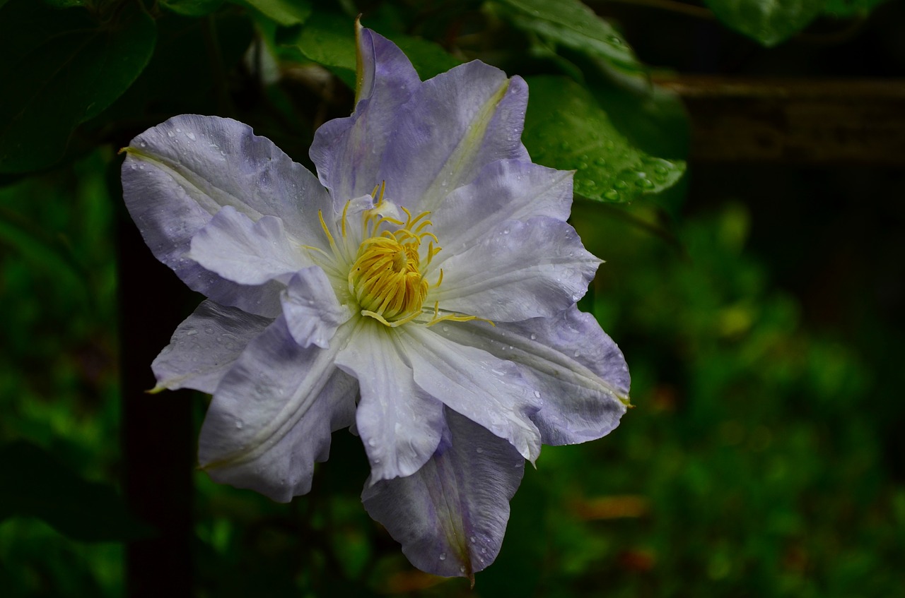 clematis flower bloom free photo