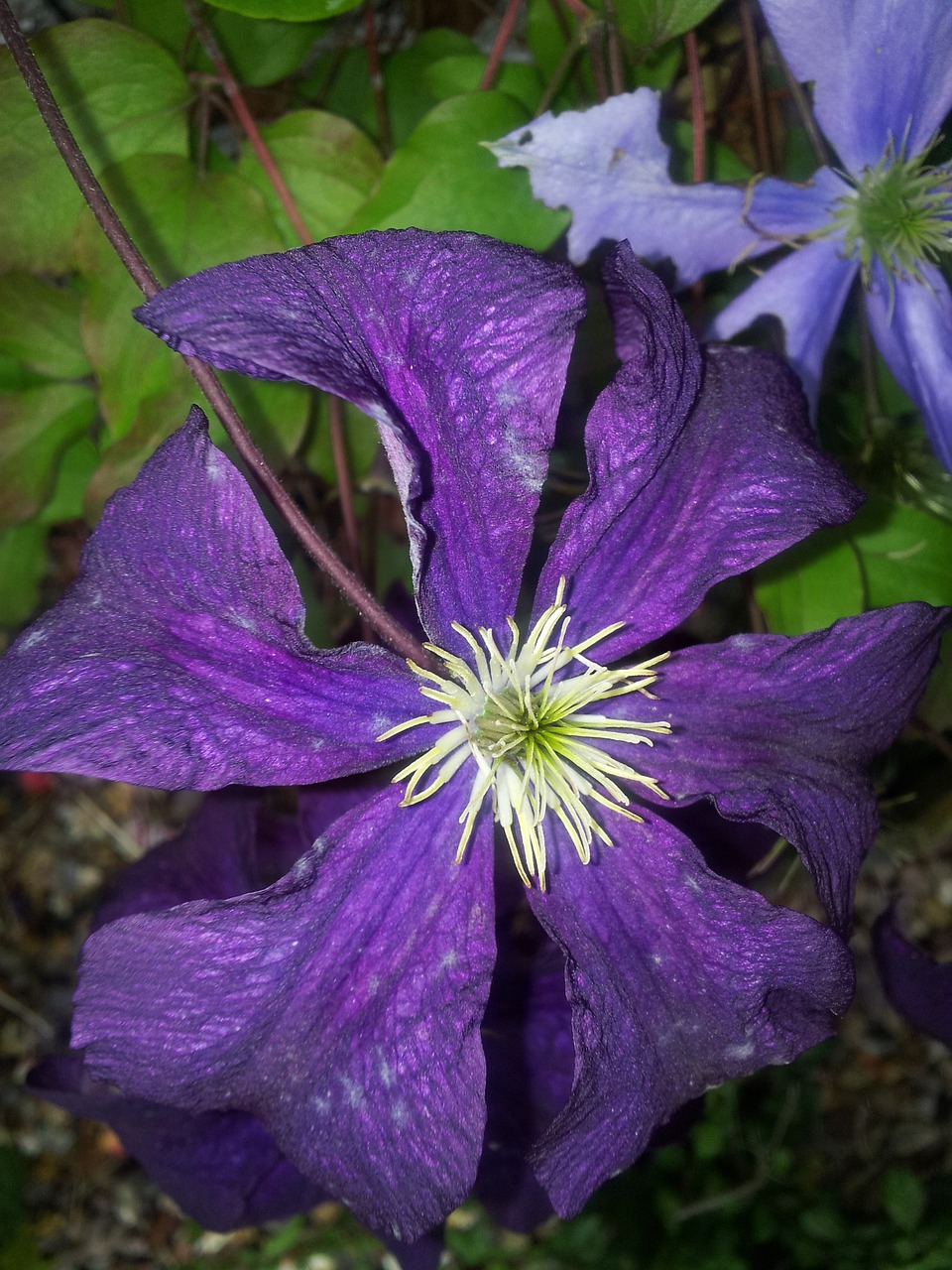 clematis purple flower free photo