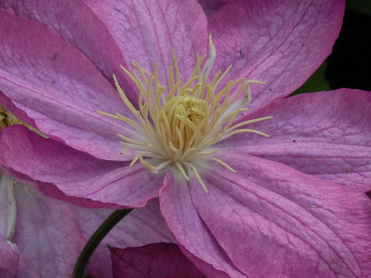 clematis bloom plant free photo