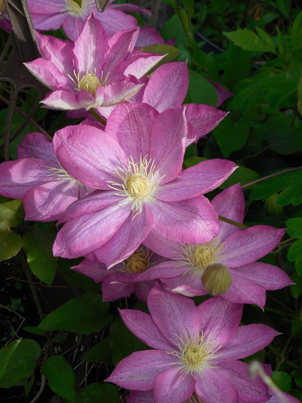 clematis bloom plant free photo