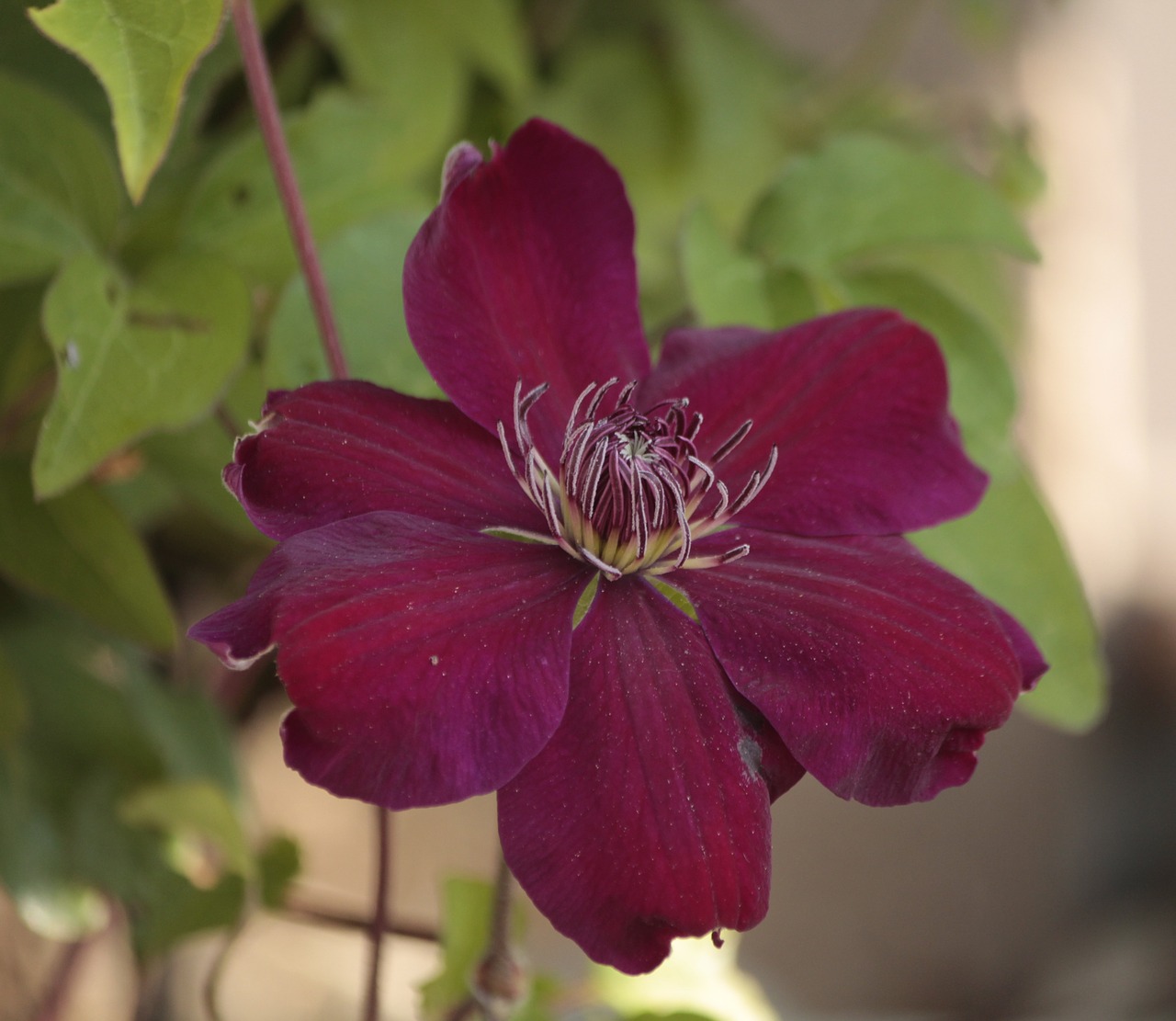 clematis pink free pictures free photo