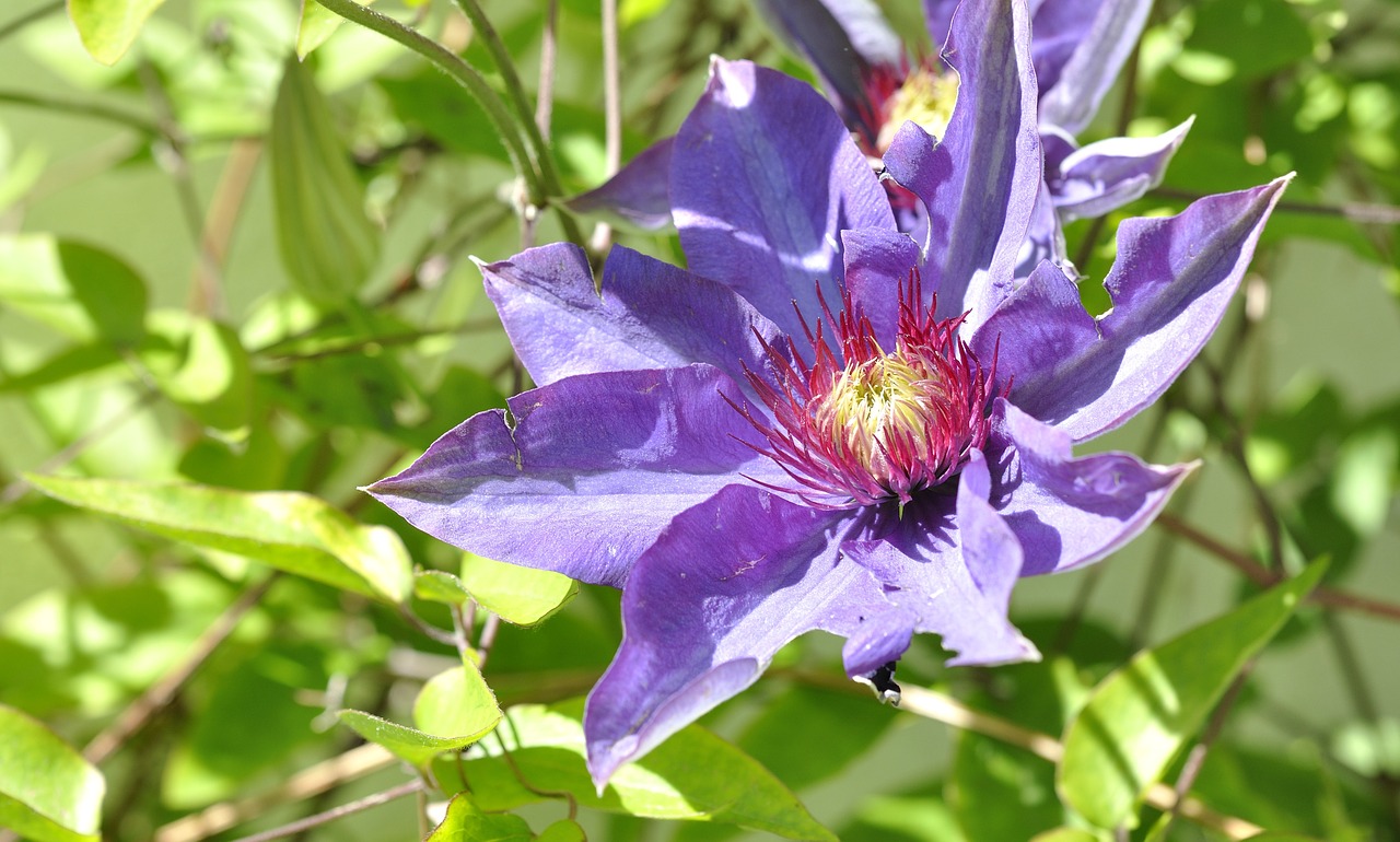 clematis blossom bloom free photo