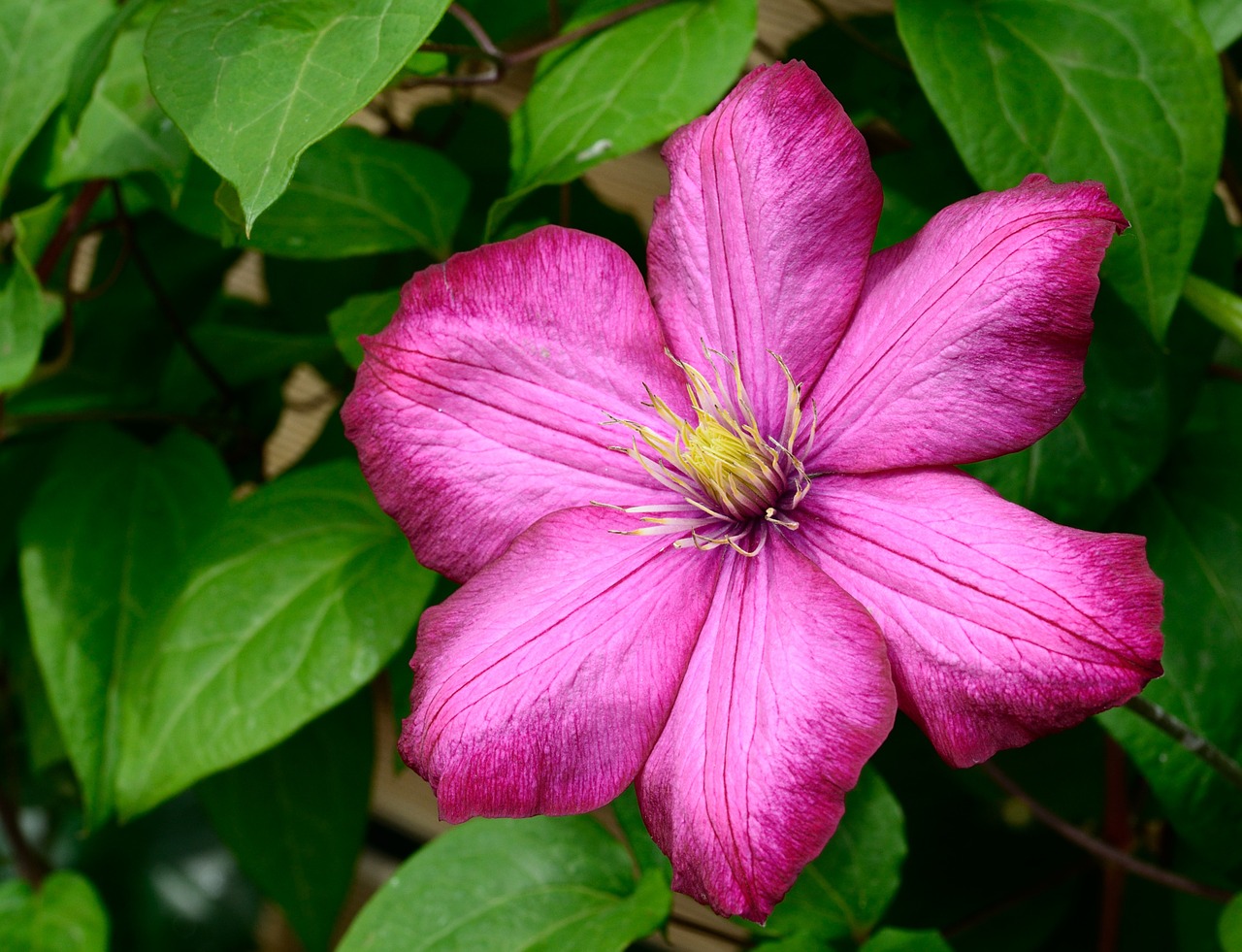 clematis blossom bloom free photo