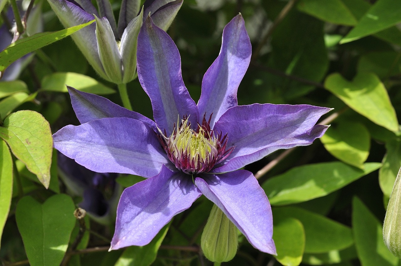 clematis flower blossom free photo