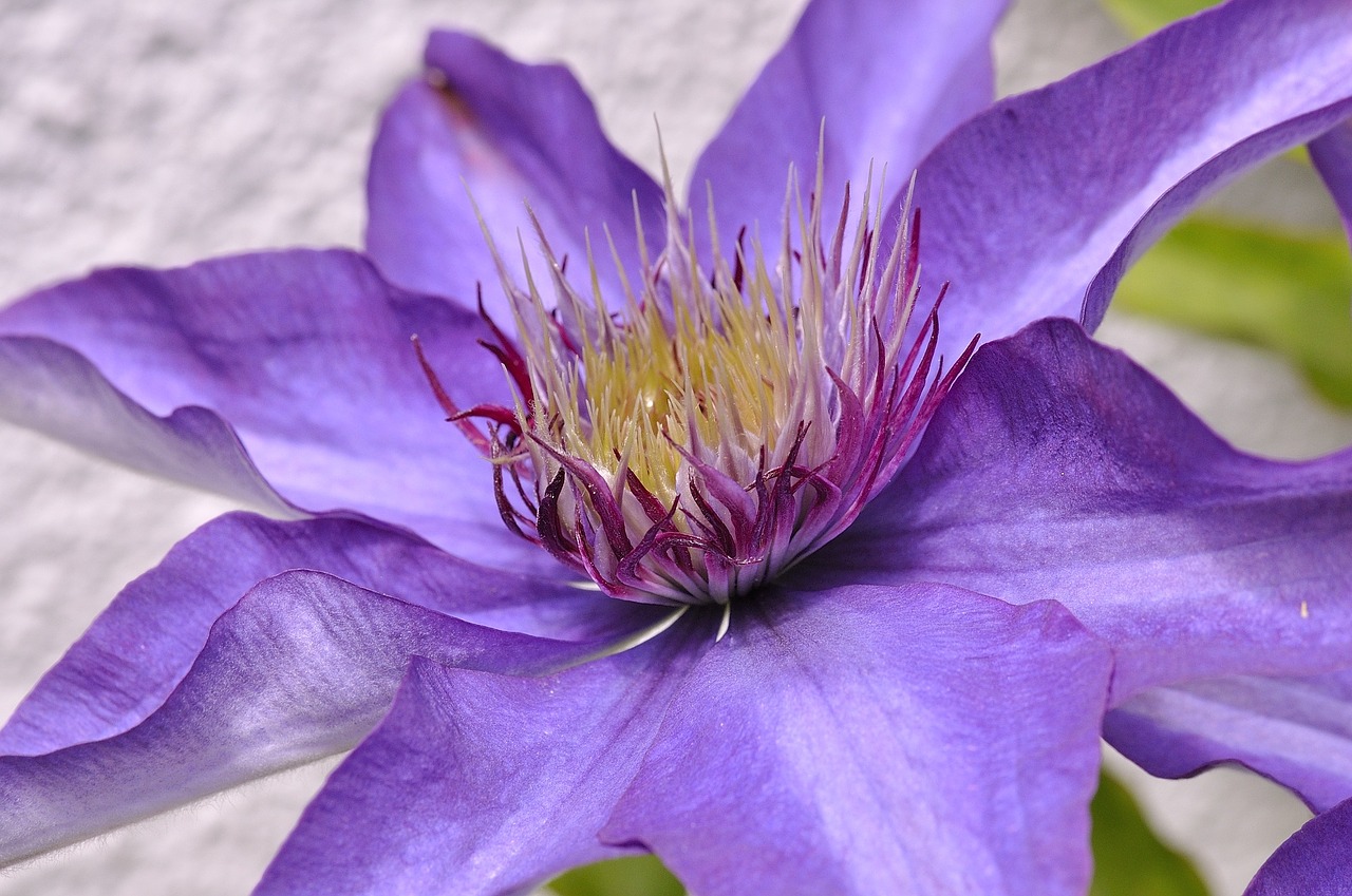 clematis plant blossom free photo