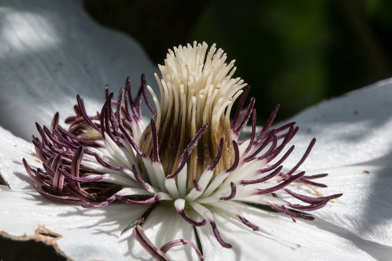 clematis blossom bloom free photo