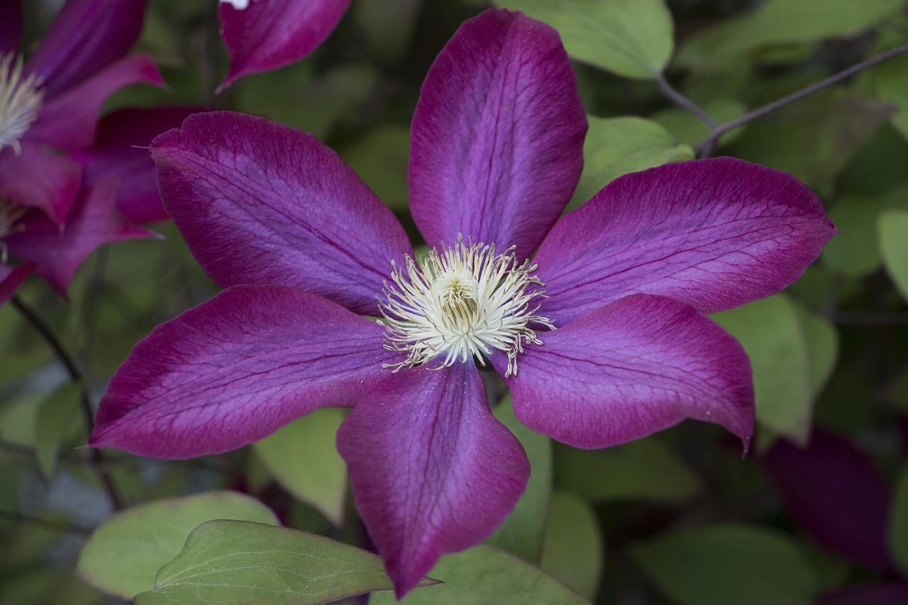 clematis violet flowers free photo