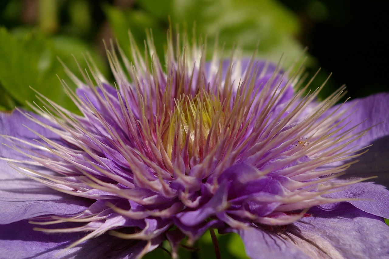 clematis climber blossom free photo