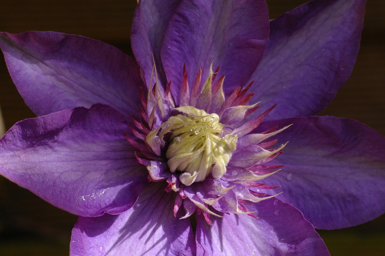 clematis climber purple free photo