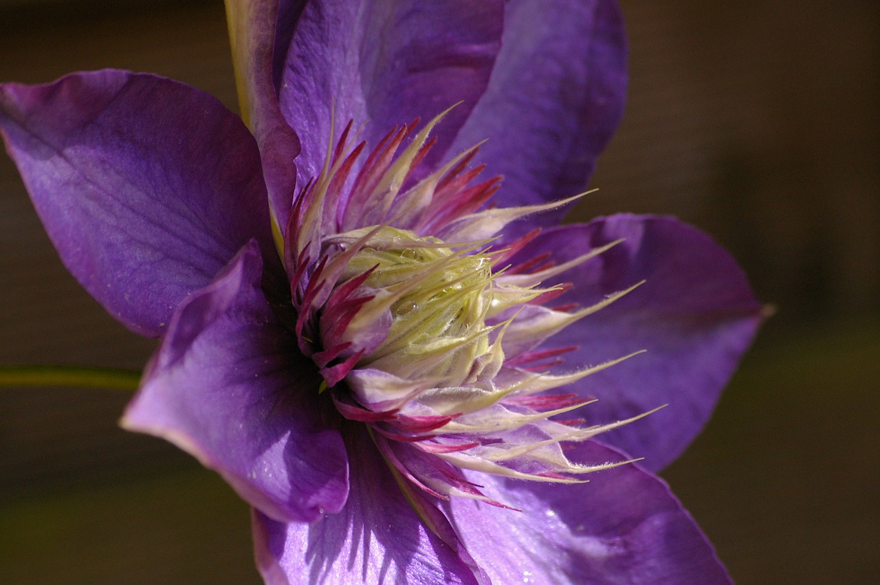 clematis climber blossom free photo