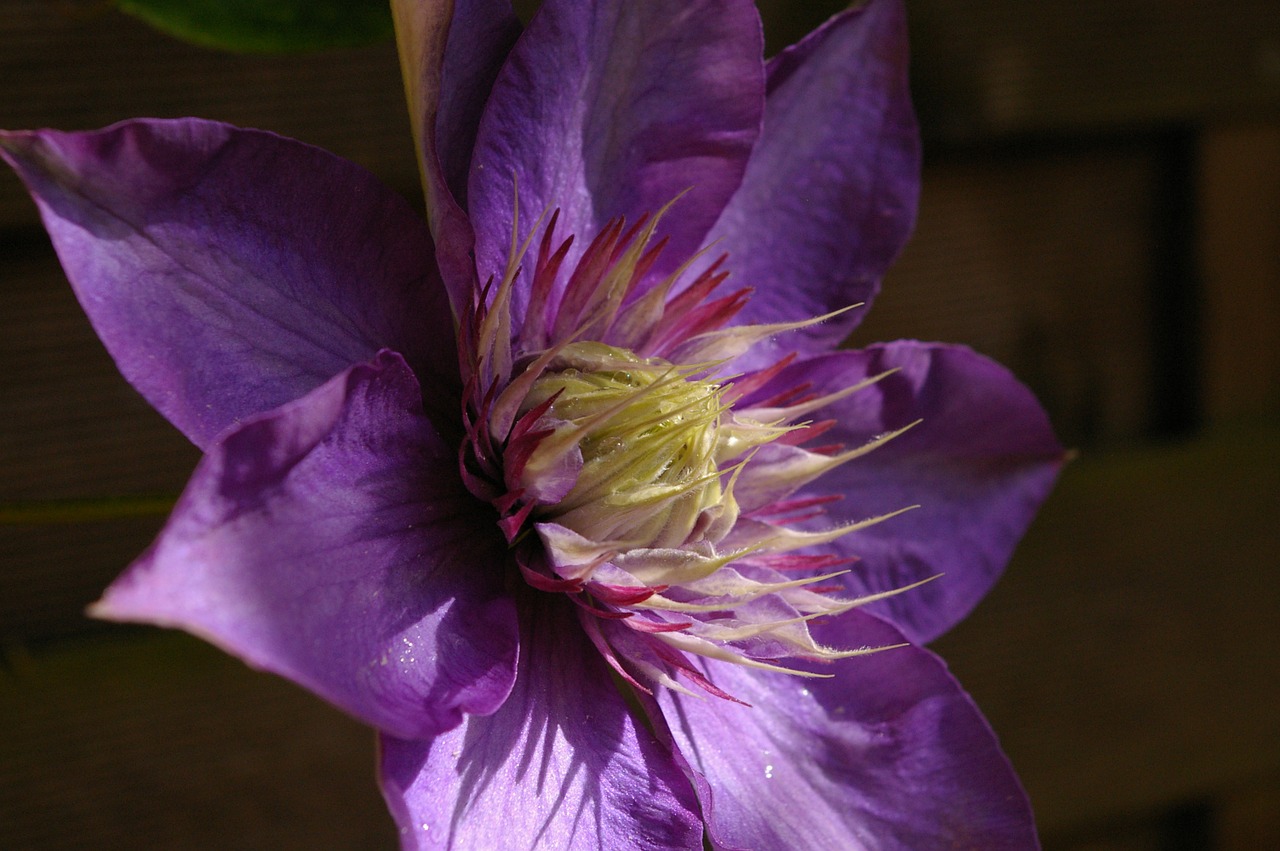 clematis climber blossom free photo