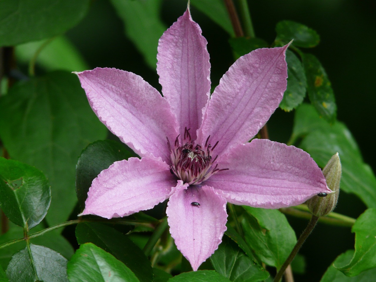 clematis flower flora free photo