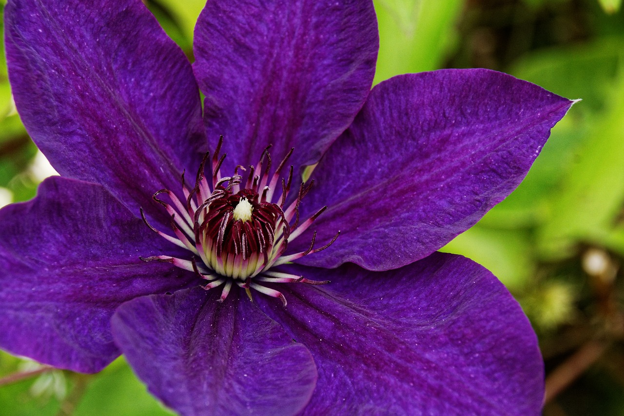 clematis violet blossom free photo