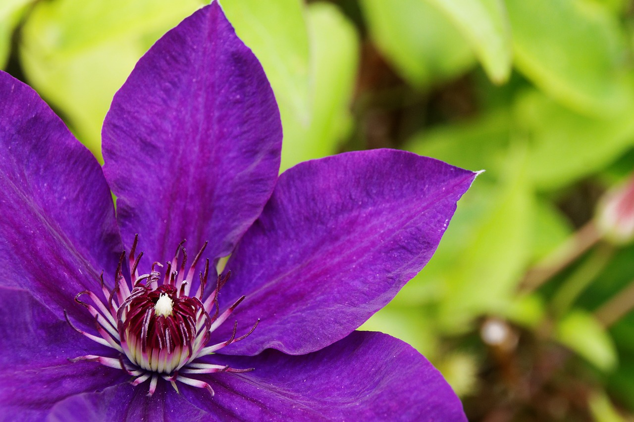 clematis violet blossom free photo