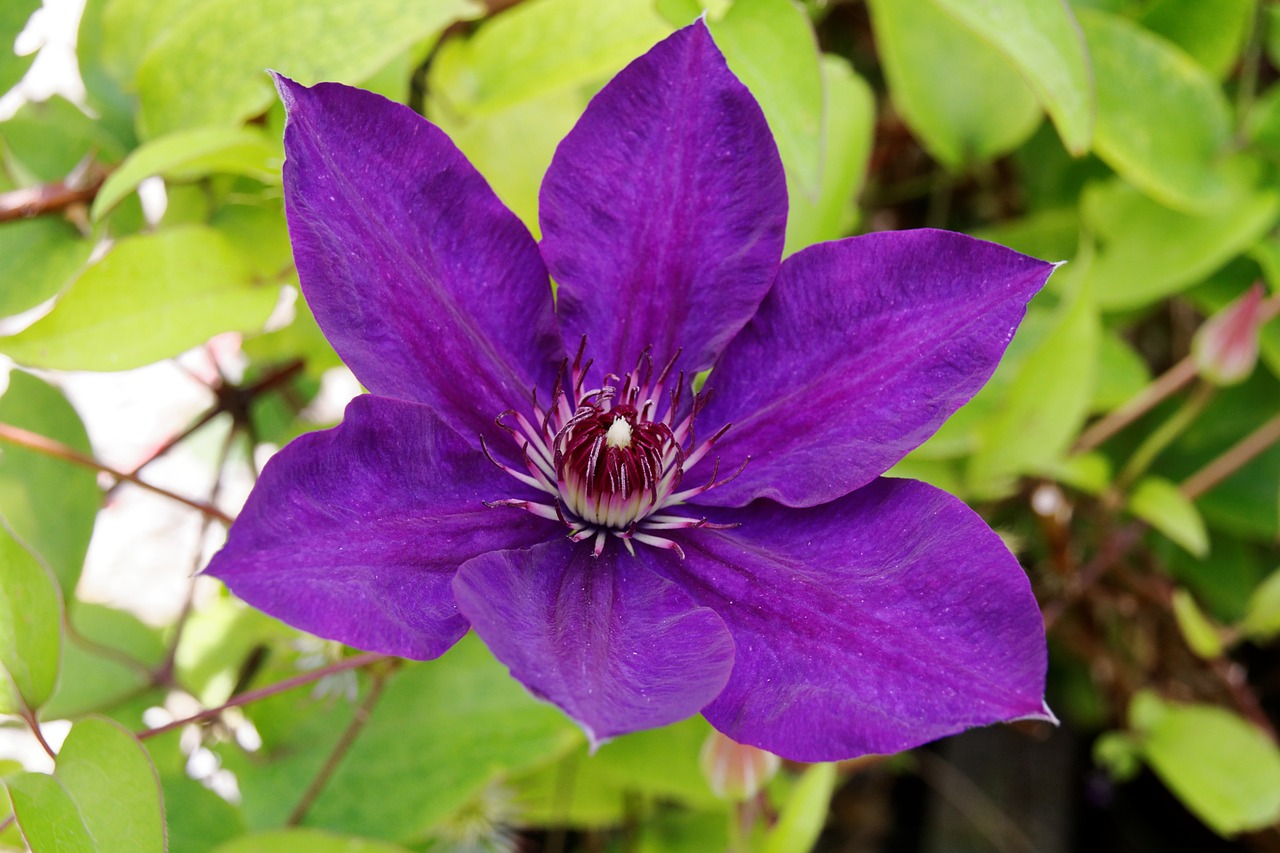 clematis violet blossom free photo