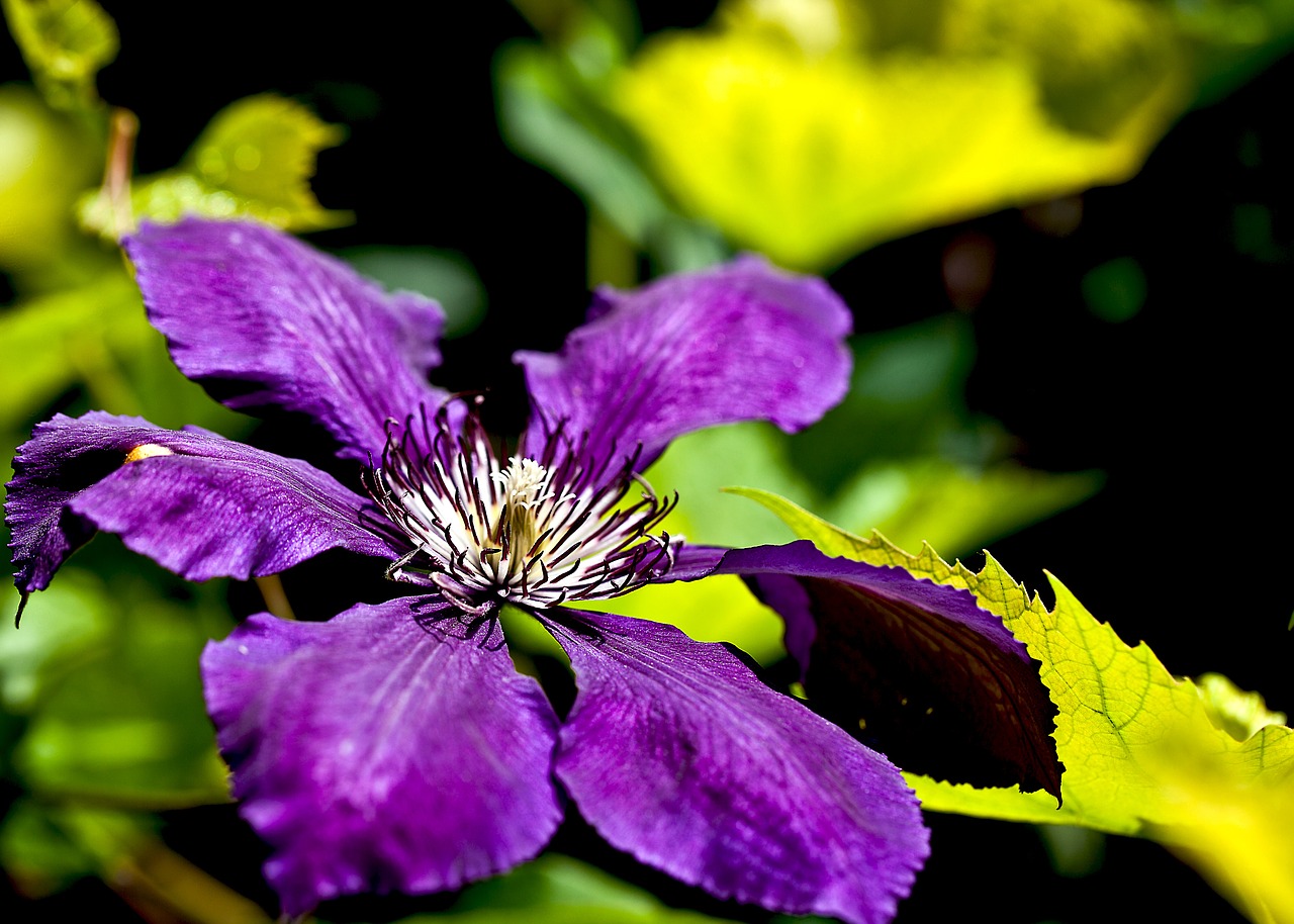 clematis flower plant free photo