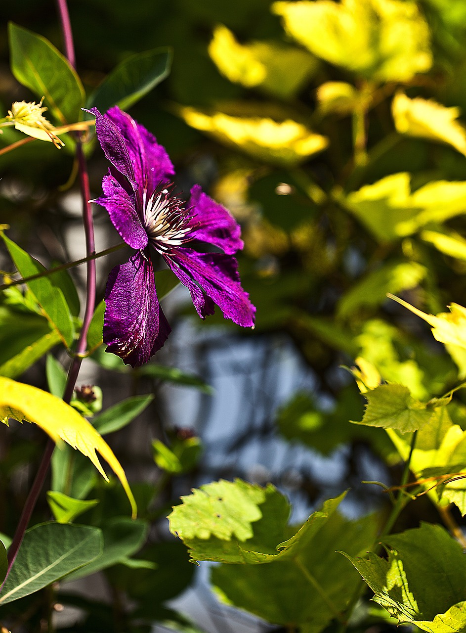 clematis flower plant free photo