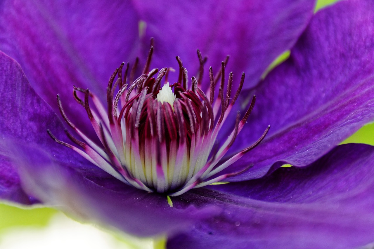 clematis blossom bloom free photo