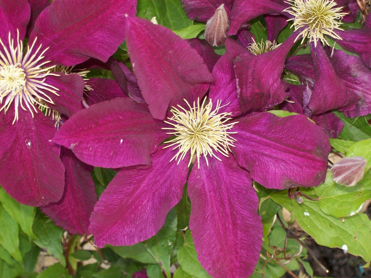 clematis floral plant free photo